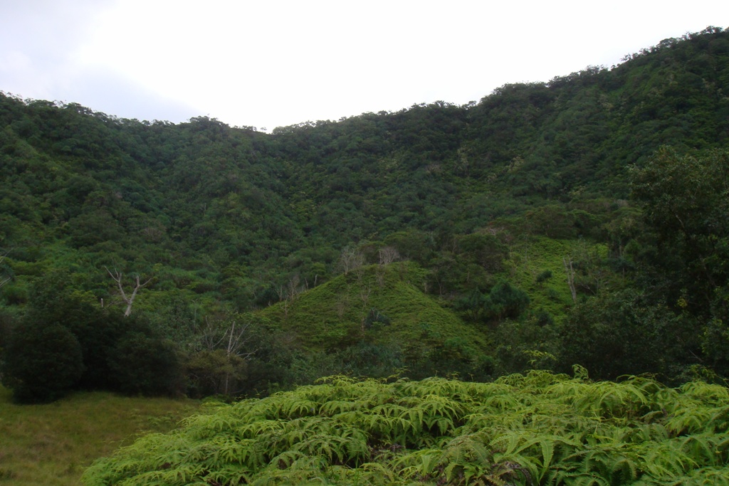 selva