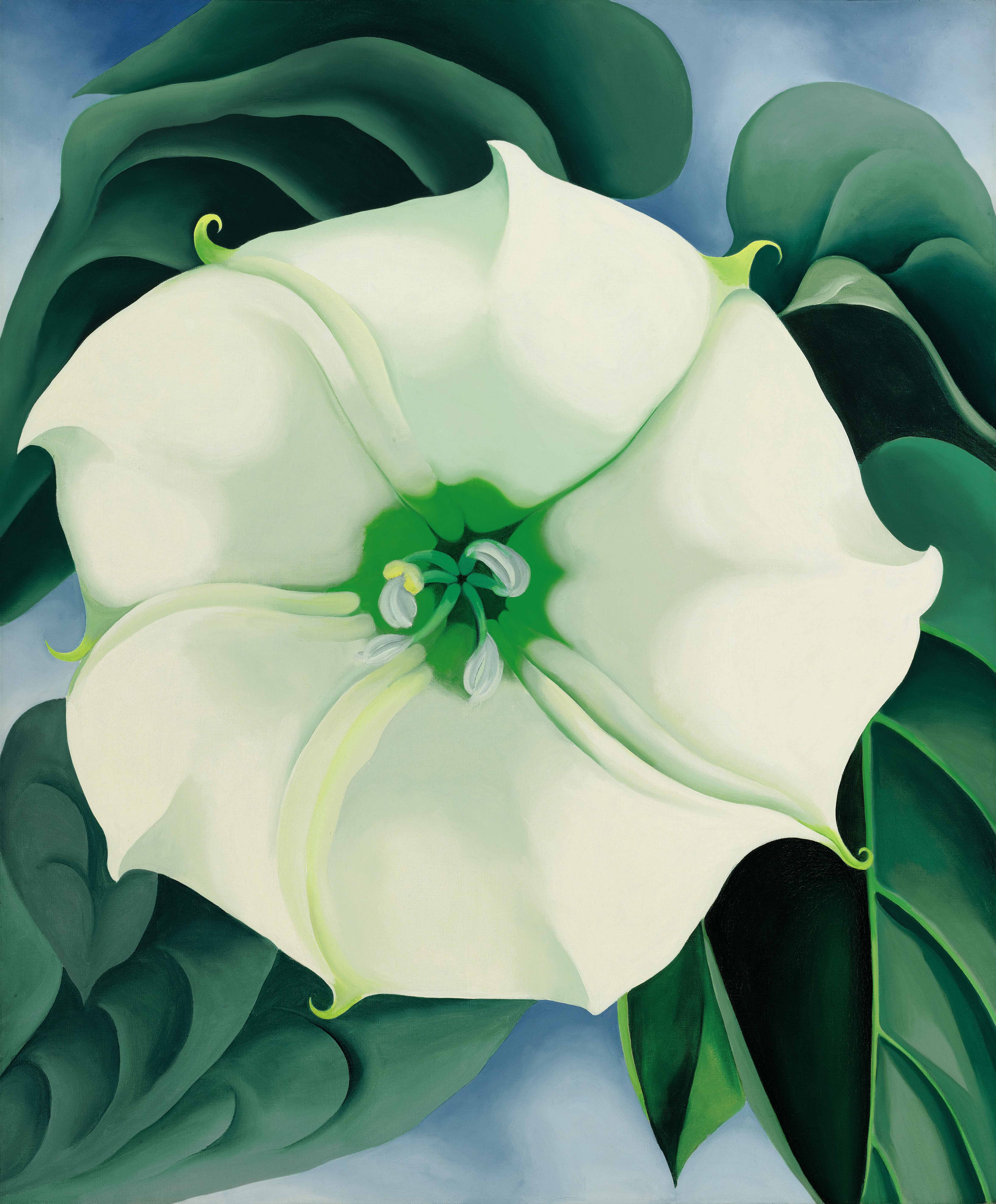 9229-lot-11-okeeffe-jimson-weed